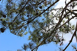 松樹,松果,藍天