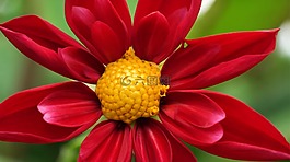 花,自然,植物區(qū)系