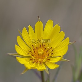 花,黃色,黃色花