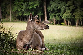 赤麂,鹿,野生動物
