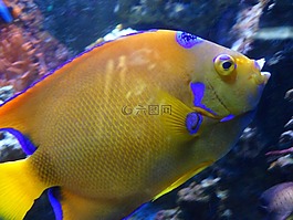 鱼,珊瑚礁,水族馆