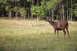 赤麂,鹿,野生動物