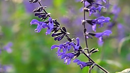 花,自然,植物區(qū)系