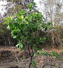 madhuca阿里,樹,mahwa