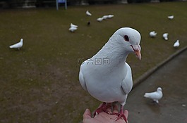 南京,鴿子、大自然,戶外