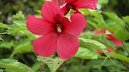 自然,花,植物區(qū)系