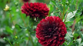 自然,花,植物區(qū)系