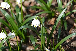 性質(zhì),花,雪花