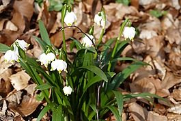 性質(zhì),花,雪花
