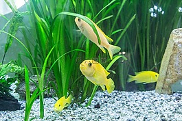 水族馆,多彩粗暴,异国情调