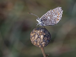 蝴蝶,昆蟲,宏