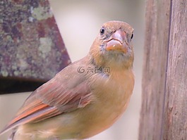 鳥(niǎo),野生動(dòng)物,關(guān)閉了