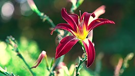 自然,花,植物區(qū)系