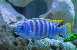水族馆,多彩粗暴,mouthbrooders