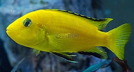 水族馆,cichlid,mouthbrooders