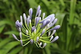 agapanthus,藍(lán)色,花