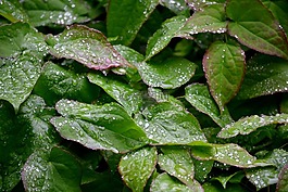 葉子,植物,滴