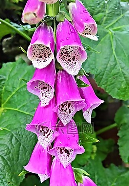 頂針,廠,花