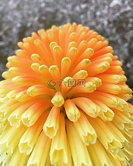 橙花,自然,花園