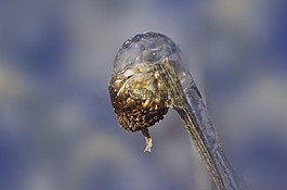 凍結(jié),花蕾,冬天