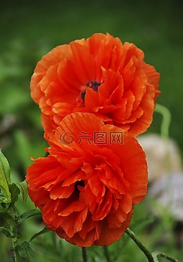 罌粟的,橙色,花