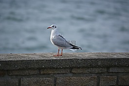 海鷗,鳥,嘴鷗