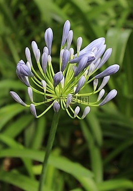 agapanthus,花,植物