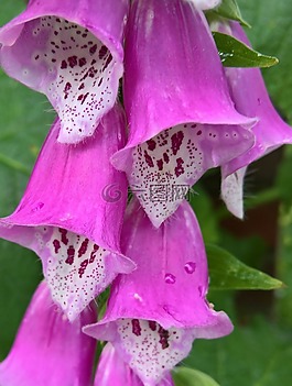 頂針,花,鮮花