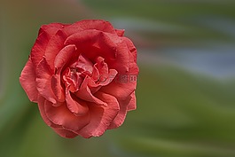 花,開花,玫瑰