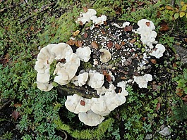 樹海綿,蘑菇,樹菌