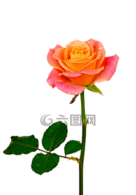 孤立,玫瑰,橙