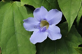 花,蓝色,叶子
