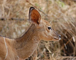 羚羊,野生動(dòng)物園,動(dòng)物
