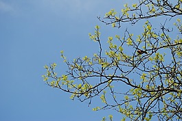 樹,天空,分支機(jī)構(gòu)