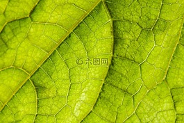 葉子,背光,黃瓜
