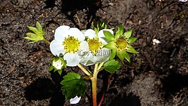 草莓,開花,廠