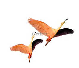 孤立,粉紅色的火烈鳥,性質(zhì)