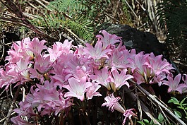 百合花,林地,粉紅色