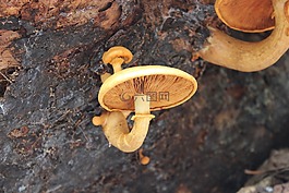菌類,毒菌,蘑菇