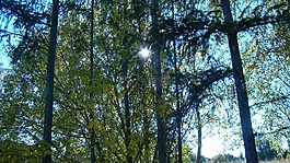 性質(zhì),樹,lichtspiel