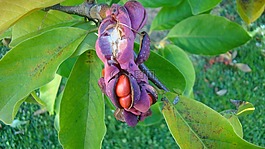 玉蘭,樹(shù),開(kāi)花