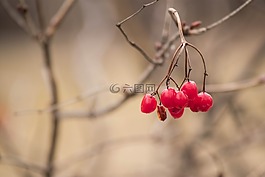 漿果,枝杈,樹(shù)