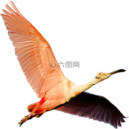 孤立,火烈鳥粉紅色,野生