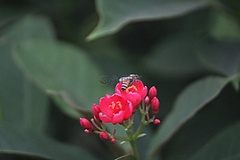 紅色的花,蜜蜂,授粉