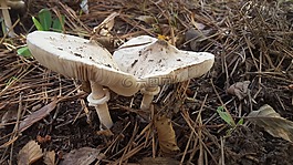 蘑菇,森林,秋