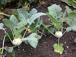 大頭菜,床,蔬菜的修補(bǔ)程序