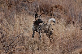 野狗,猎犬,野生动物园