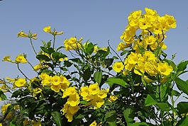 花,黃色,chestnutleaf trumpetbush