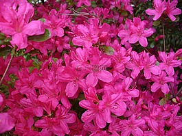 杜鵑花,布什,花的
