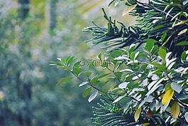 自然,葉,植物區(qū)系
